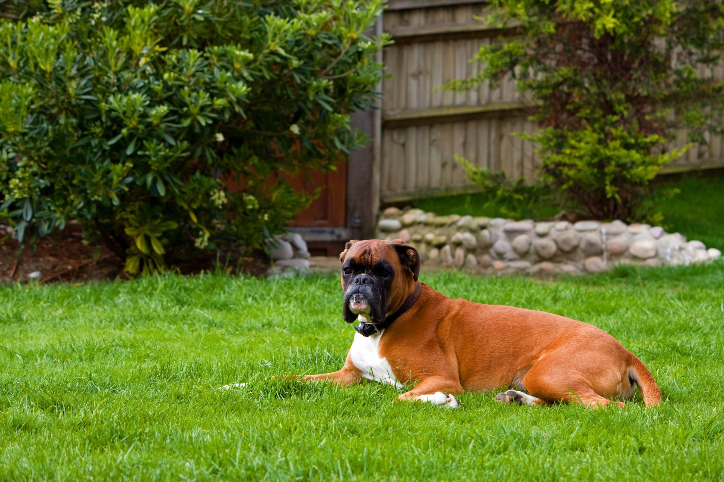 boxer dog backyard pet animal