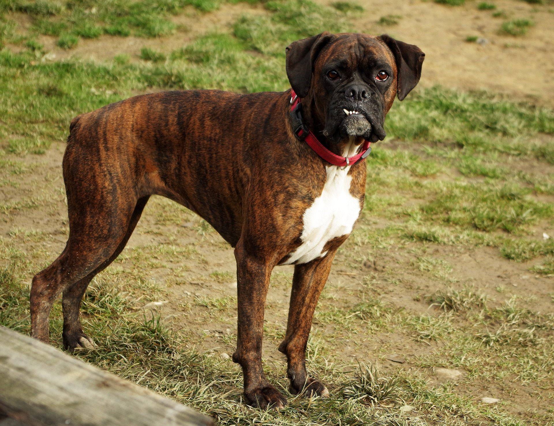 boxer dog brindle pet animal