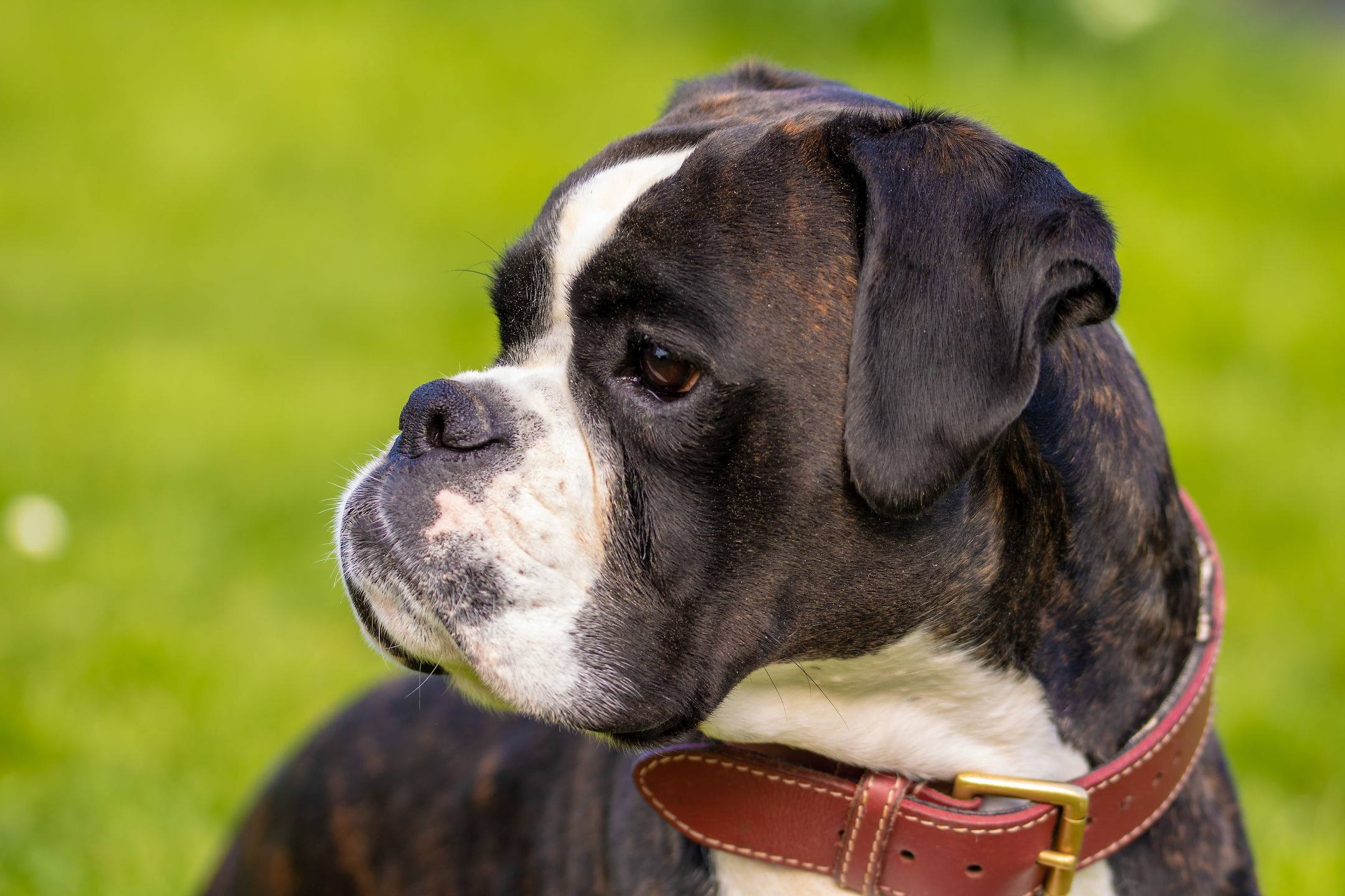 boxer dog portrait pet animal