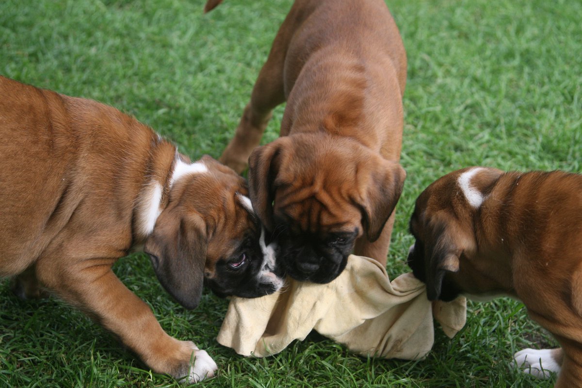 boxer dog puppies pet animal