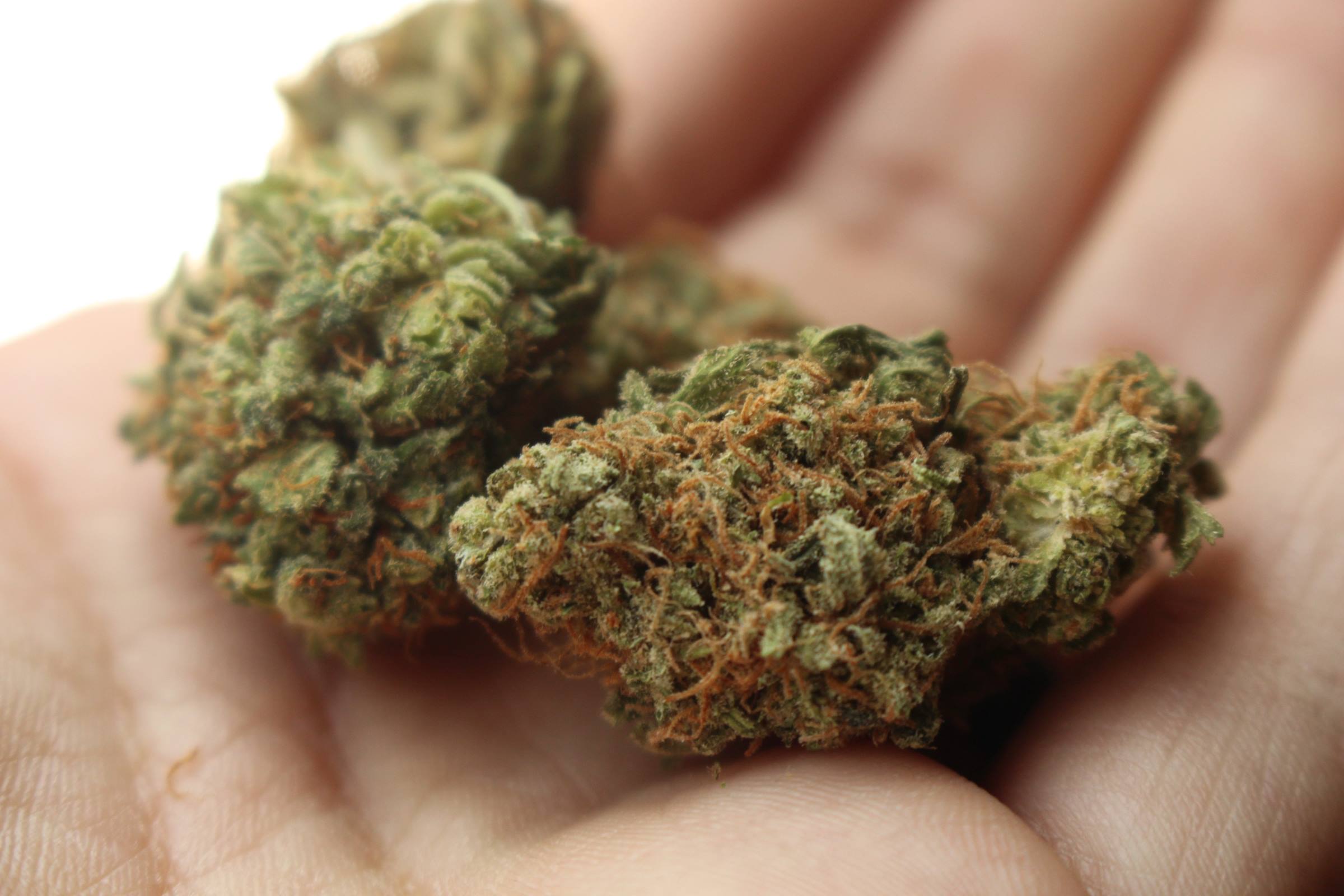 marijuana cannabis weed