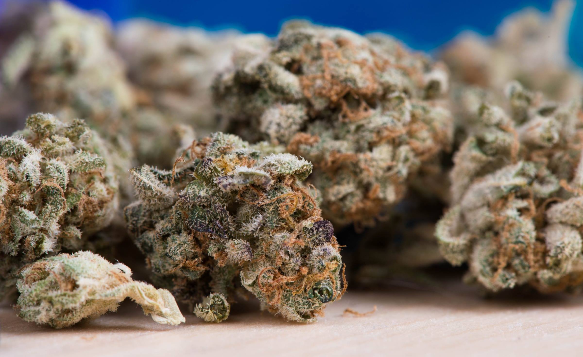 marijuana cannabis weed hemp