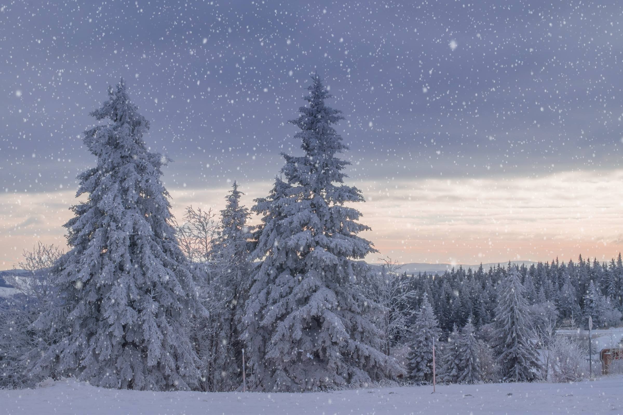 winter forest snow snowfall