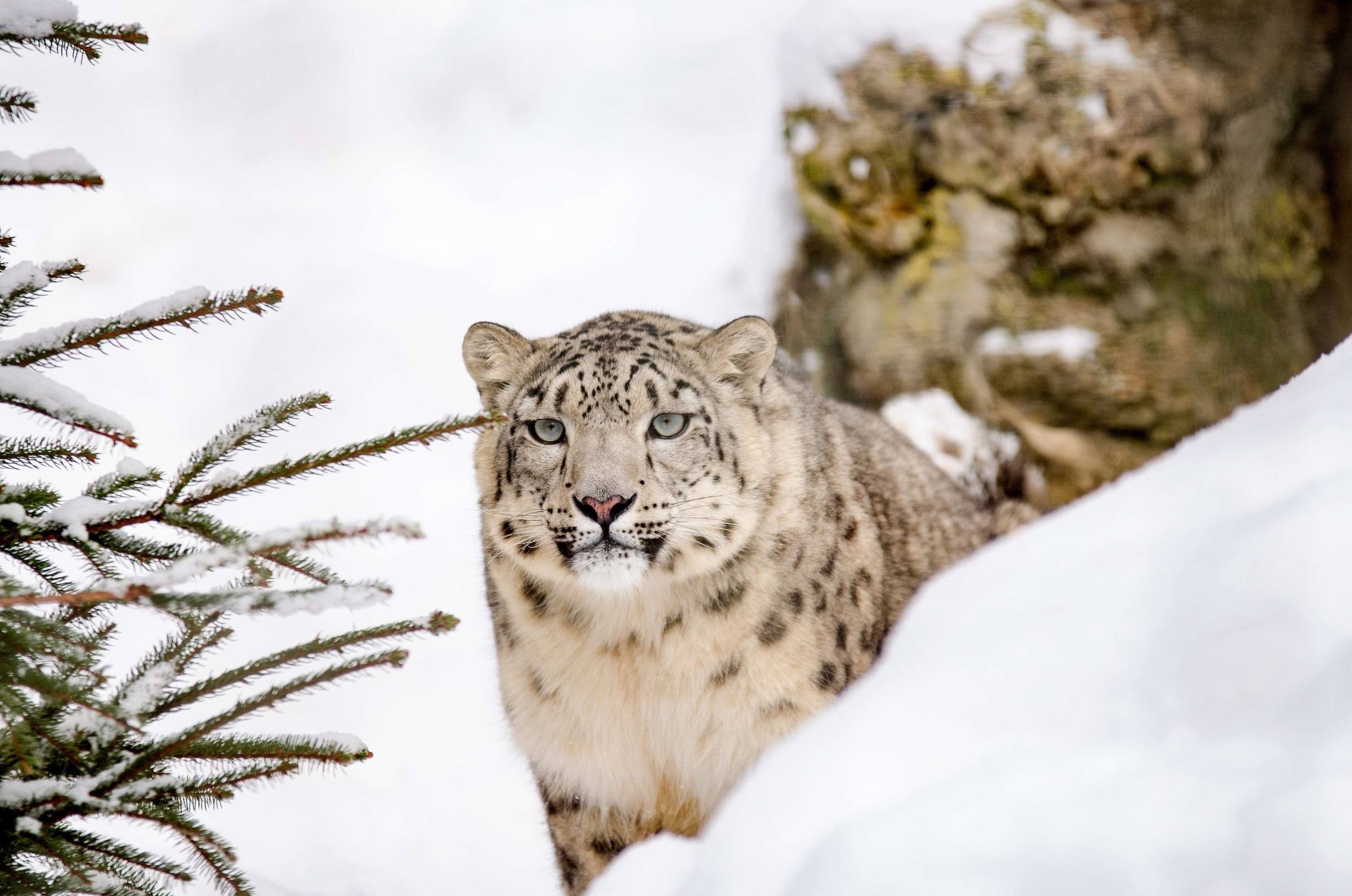 winter snow leopard fir tree animal