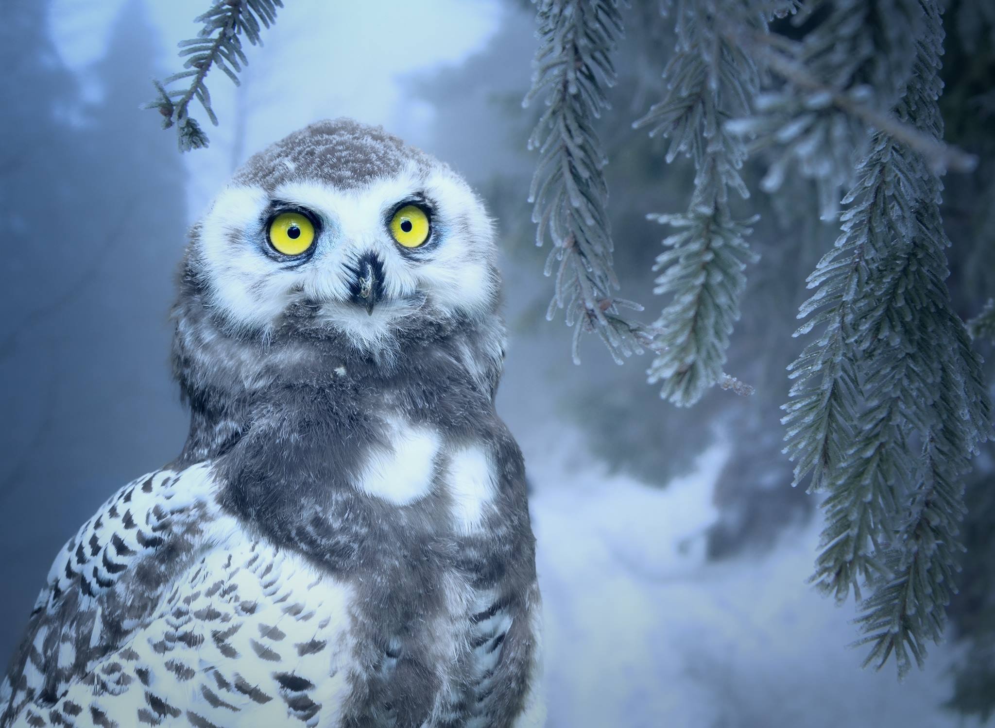 winter snow owl pine tree