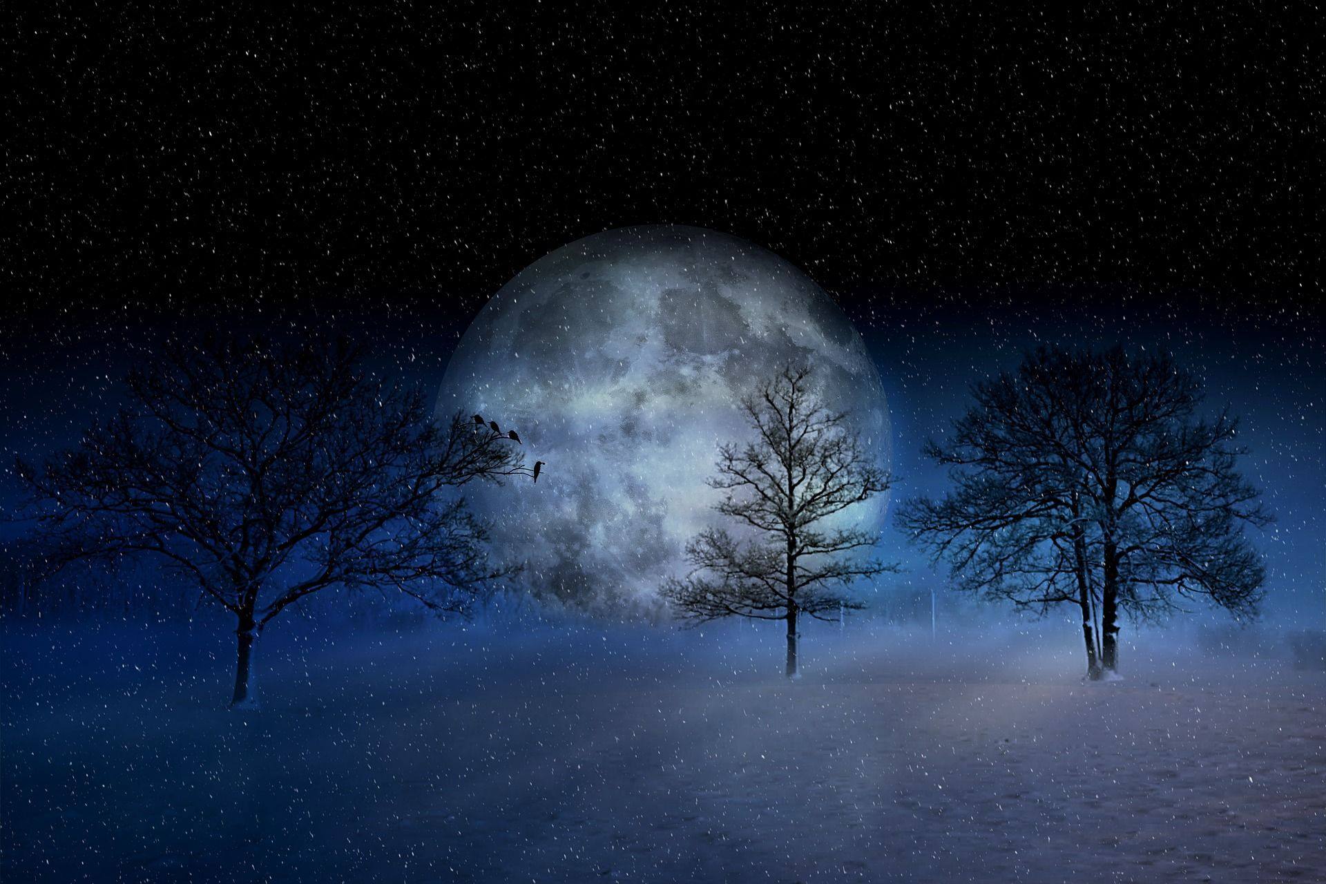 winter snow snowing moon trees