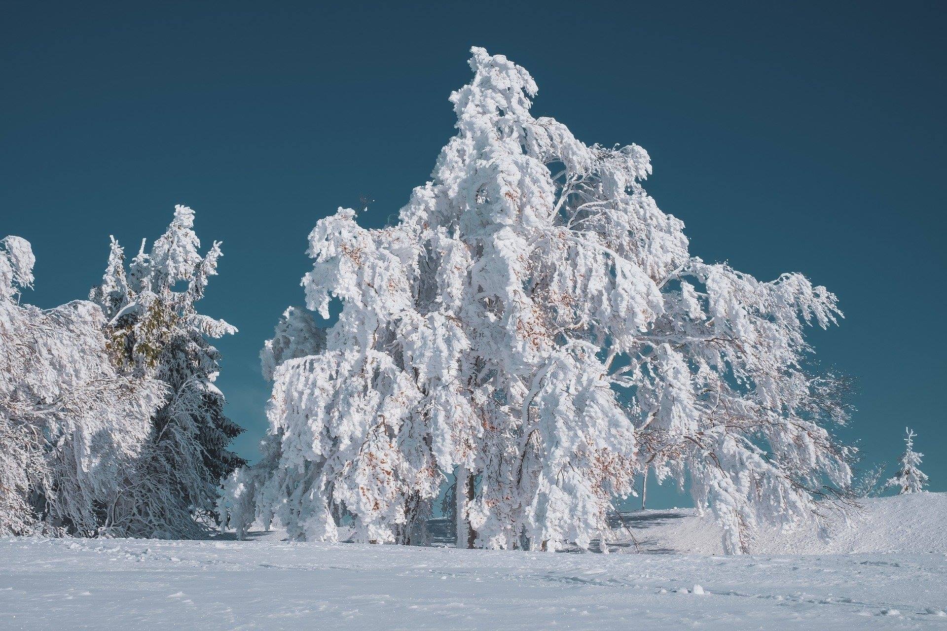 winter snow tree ice blue sky