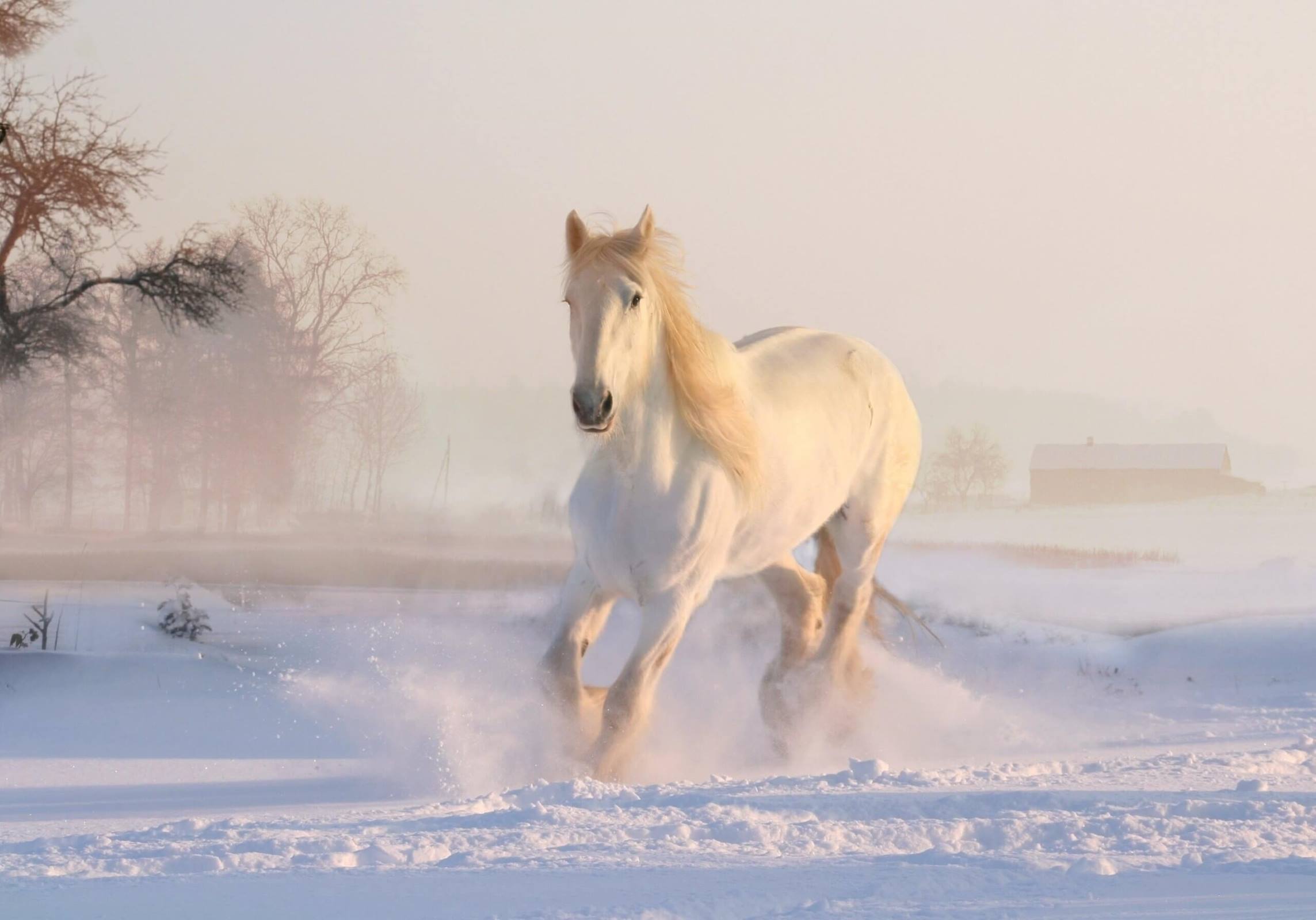 winter snow white horse animal