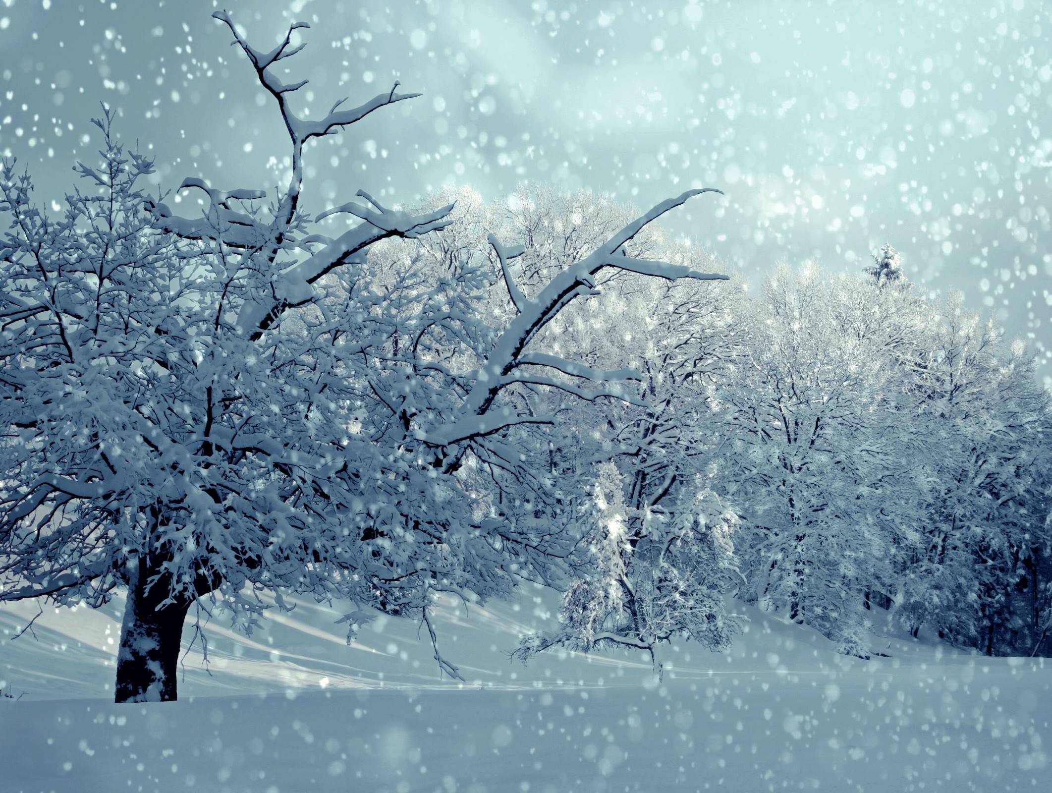 winter snowing snow trees