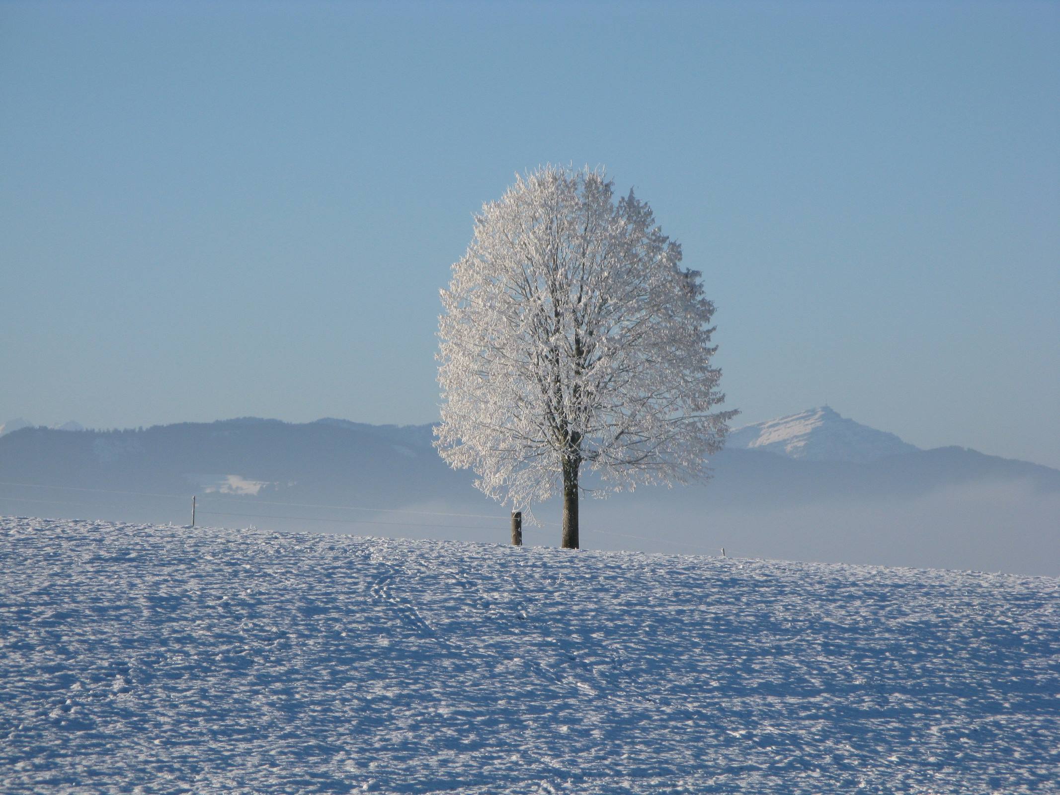winter tree snow landscape mountain