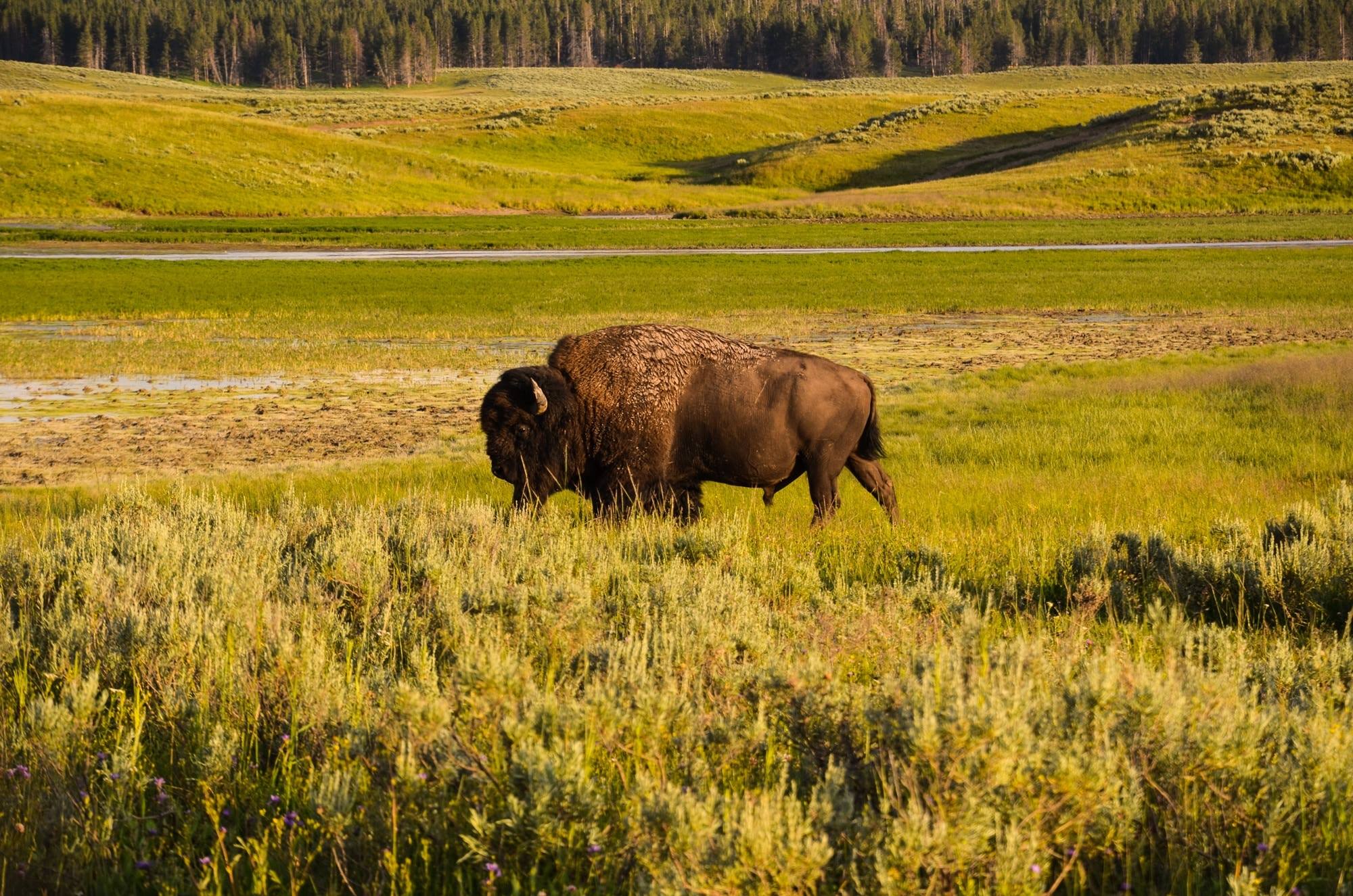 yellowstone national park bison plain forest animal