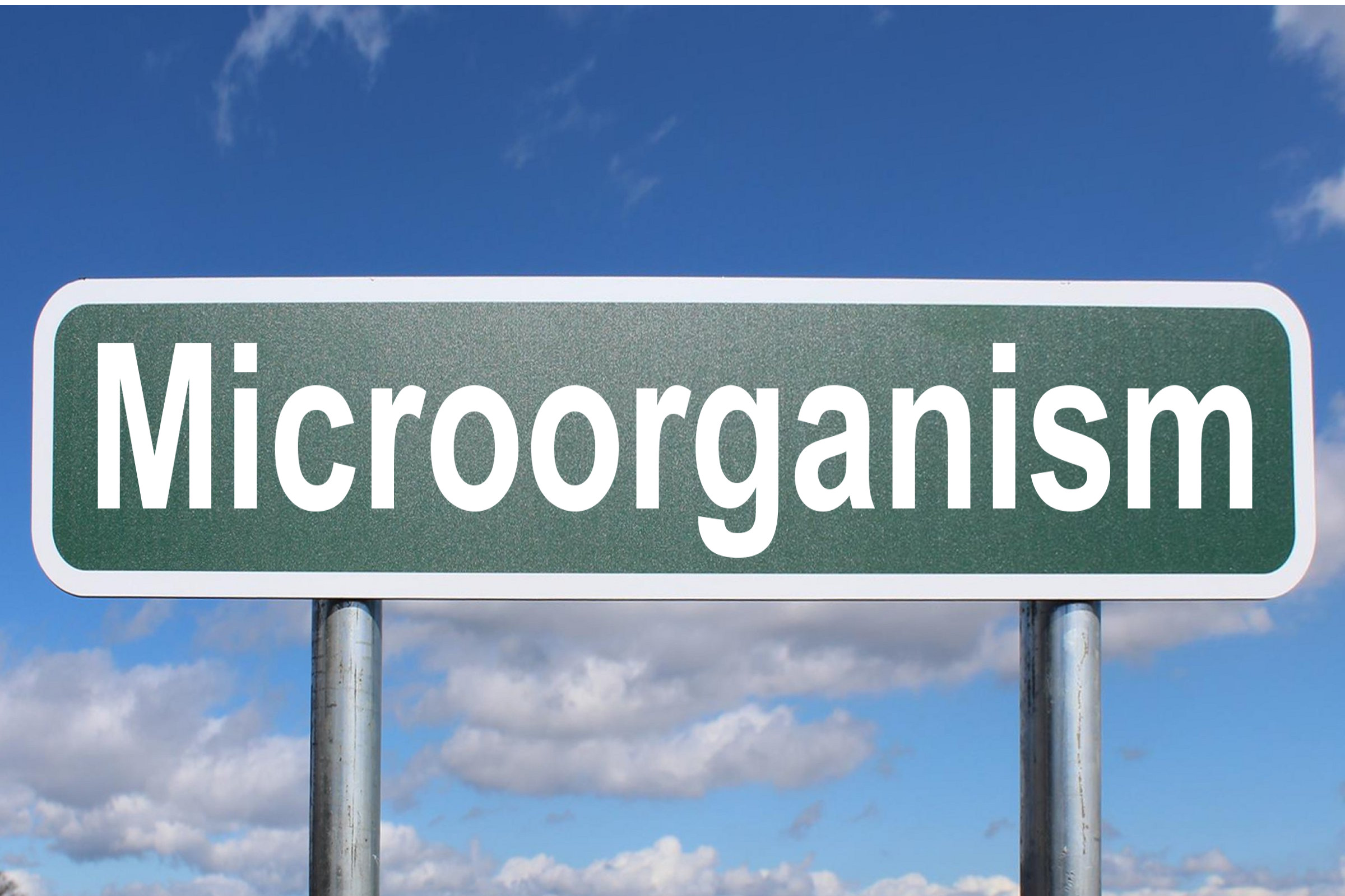 microorganism