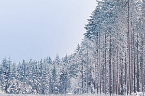winter forest snow trees