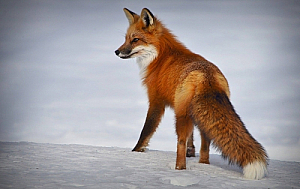 winter fox snow animal