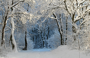 winter snow trees sunlight