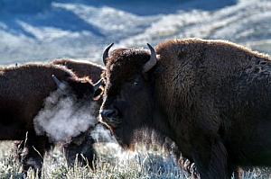 yellowstone national park bison animals