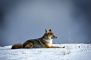 yellowstone national park snow fox animal
