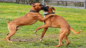 boxer dog playing animal pet
