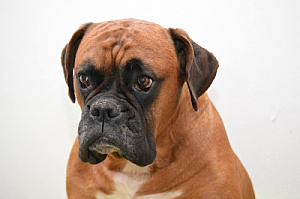 boxer dog portrait animal pet