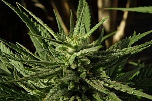 marijuana cannabis bud plant