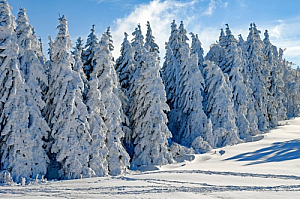 winter fir trees snow blue sky