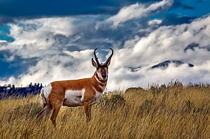 yellowstone national park pronghorn deer animal grass