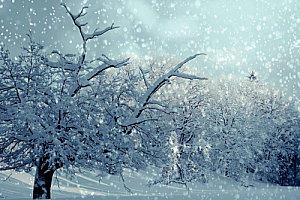 winter snowing snow trees