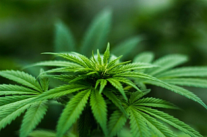 marijuana cannabis plant closeup