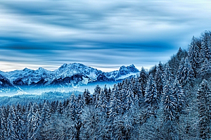 winter forest mountain snow trees