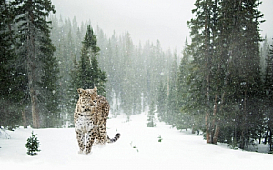 winter snow leopard animal trees forest