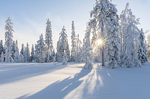winter snow sun trees landscape