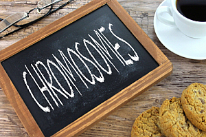 chromosomes