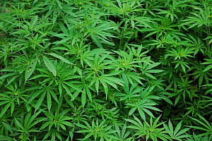 marijuana cannabis plants leaves